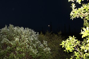 IMG_2669
