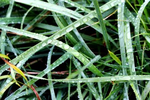 gras